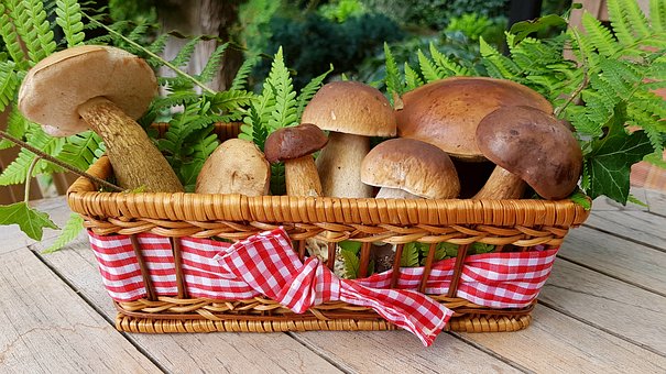 Corso formativo di preparazione ed esami per il rilascio dell'idoneità alla vendita per gli esercenti il commercio di funghi epigei freschi.